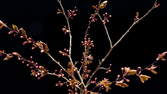 Time lapse clip - Purple Leaf Plum Blooming
