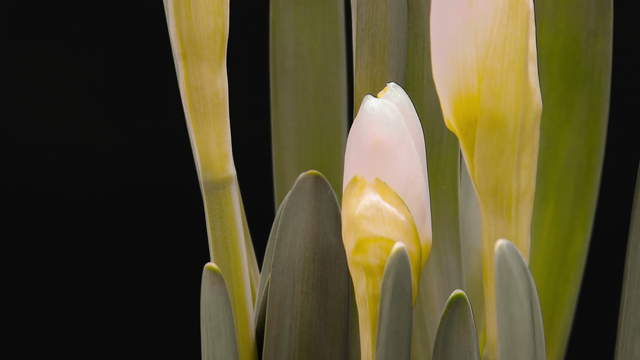 White Narcissus Close-Up 4K UHD