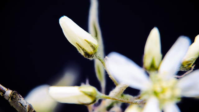 Serviceberry Blossom Macro 4K UHD