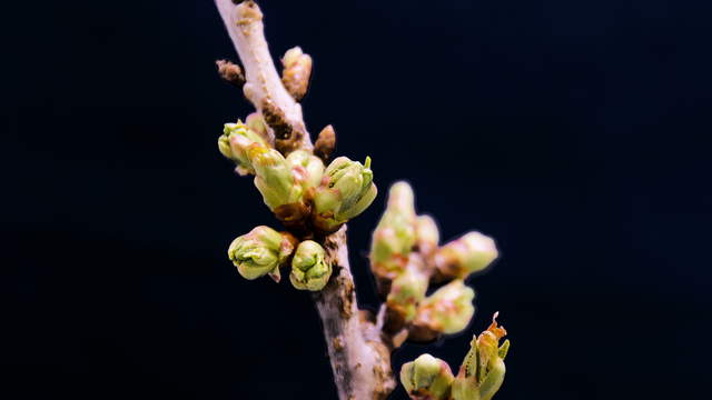 Cherry Blossom Macro Timelapse