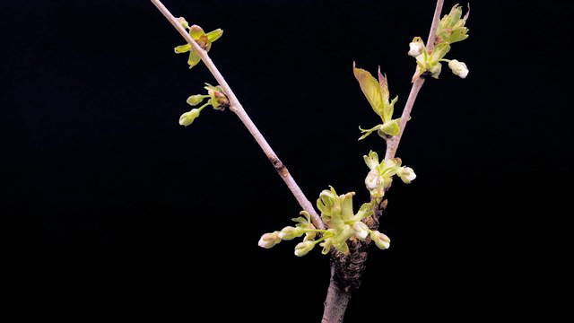 Cherry Blossom Long Shot 4K