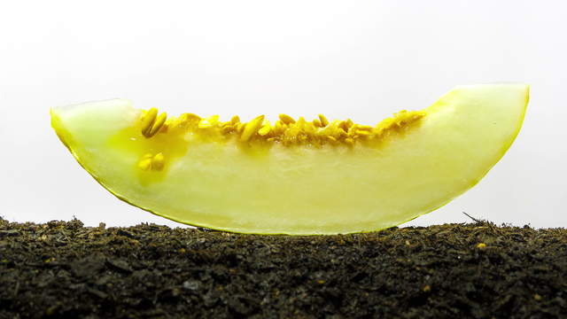 Honeydew Melon and Seed Sprouting