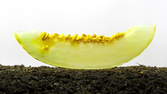 Time lapse clip - Honeydew Melon and Seed Sprouting
