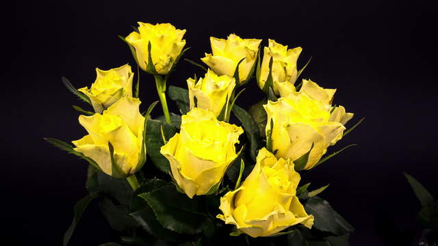 Yellow Roses