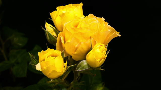 Yellow Rose Blossoms