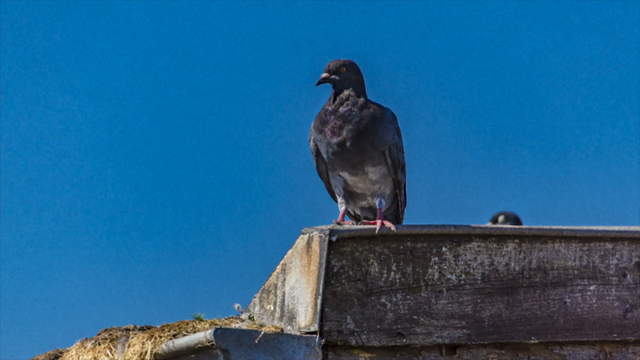 Mannheim Hyperlapse -  Pigeons at the Dock