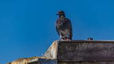 Time lapse clip - Mannheim Hyperlapse -  Pigeons at the Dock