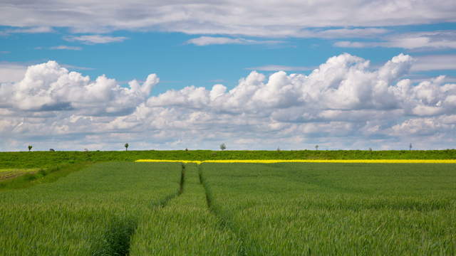 Field with Clouds