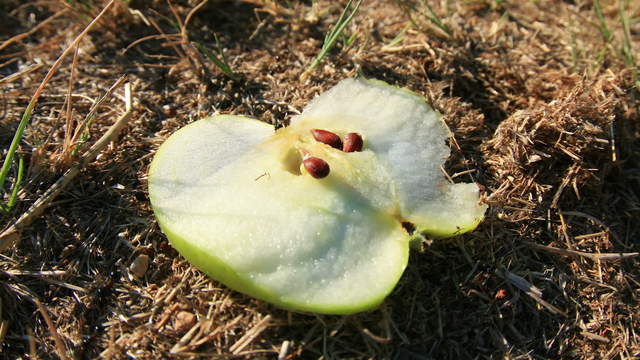 Ants eating Apple