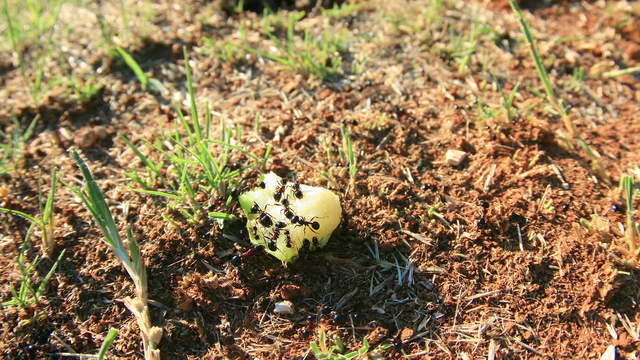 Different Ants eating Apple