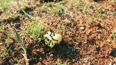 Time lapse clip - Different Ants eating Apple