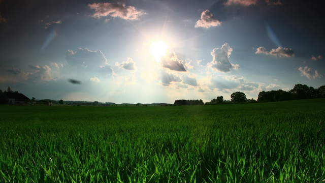 Grassland Sunshine