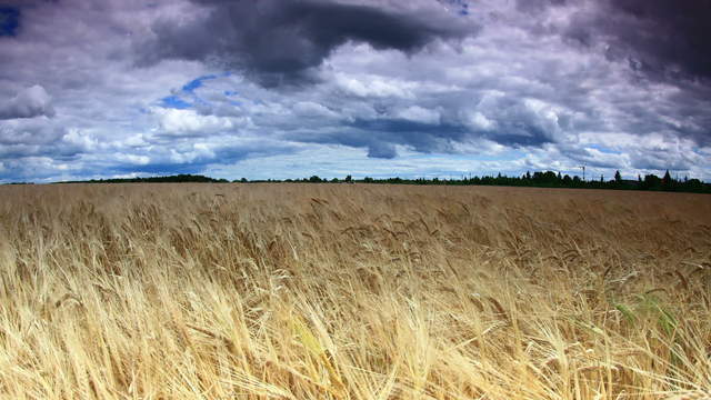 Wheat Field