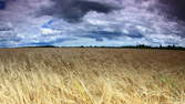 Time lapse clip - Wheat Field