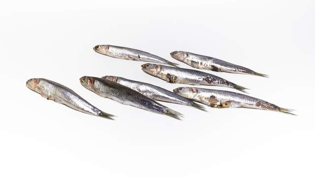 Sardines