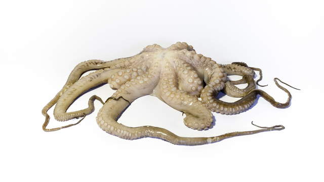 Octopus Decomposition