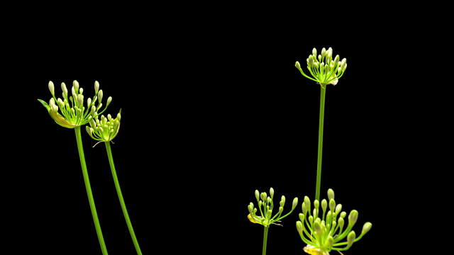 Agapanthus Flowering