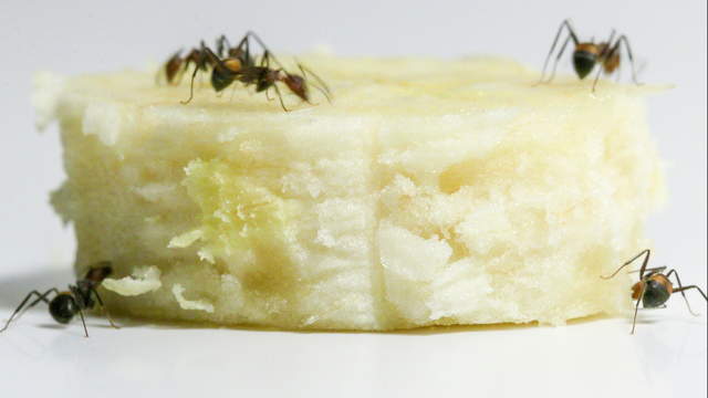 Ants Eating Banana - Macro Sideview