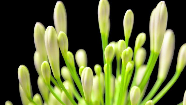 Agapanthus Flowering Close Up