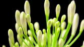 Time lapse clip - Agapanthus Flowering Close Up