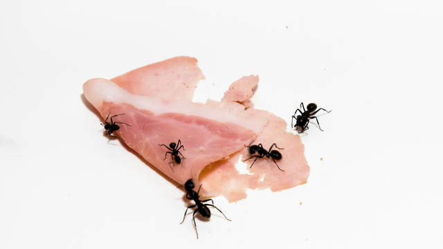 Ants vs Ham