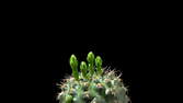 Time lapse clip - Flowering Cactus
