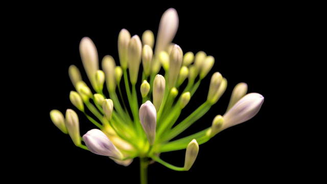 Agapanthus Flowering Zoom