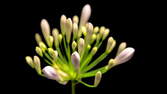 Time lapse clip - Agapanthus Flowering Zoom