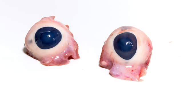 Pig Eyes