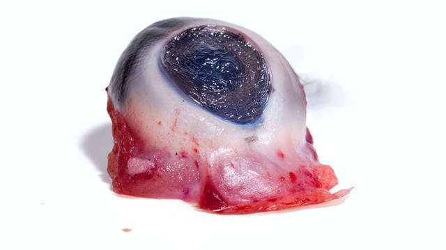 Pig Eye