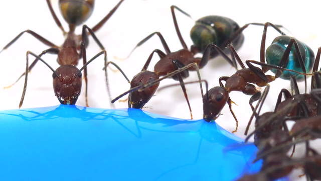 Ants Drinking Blue Liquid Candy - Macro