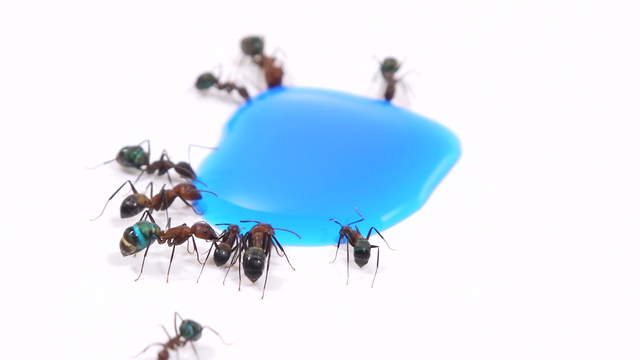 Ants Drinking Blue Liquid Candy