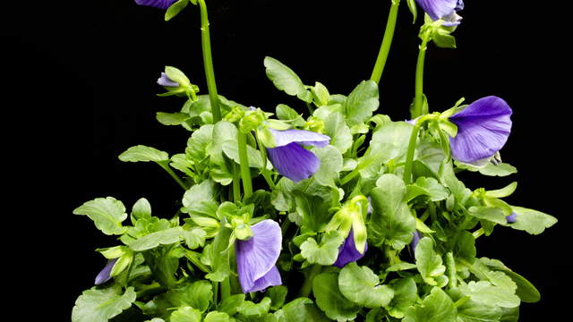 Pansy Blossoms
