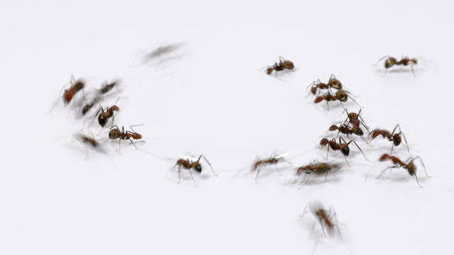 Ants Drinking Water