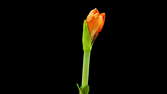 Time lapse clip - Amaryllis Flowers