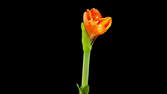 Time lapse clip - Amaryllis Flower