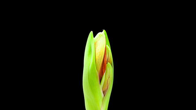Amaryllis Flower Close-Up