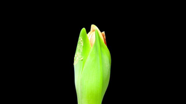 Amaryllis Flower Close-Up 2