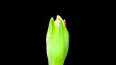 Time lapse clip - Amaryllis Flower Close-Up 2