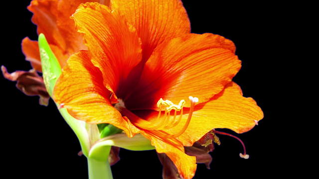 Fading Amaryllis Flower