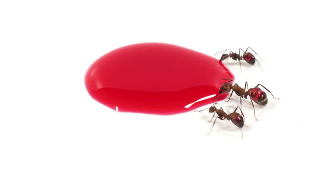 Ants Drinking Red Sugar Water - Side View