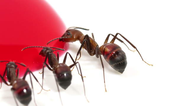 Ants Drinking Red Sugar Water - Macro