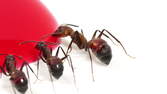 Time lapse clip - Ants Drinking Red Sugar Water - Macro