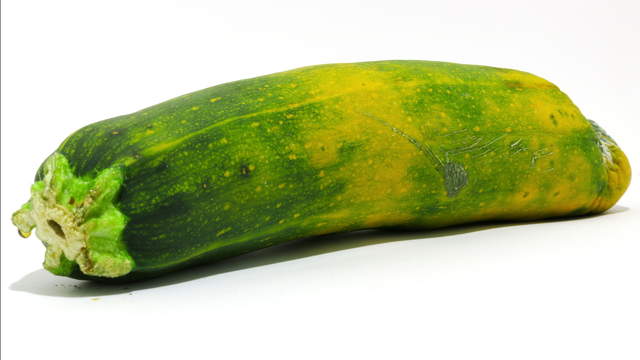 Zucchini Macro