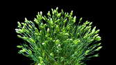 Time lapse clip - Carnation Flower (Sunflor)