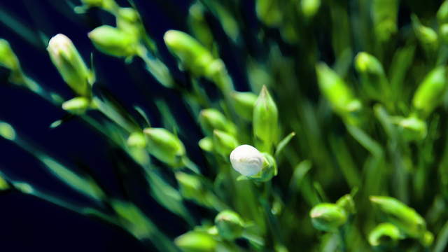 Carnation Flower (Sunflor) - Close Up