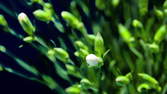 Time lapse clip - Carnation Flower (Sunflor) - Close Up