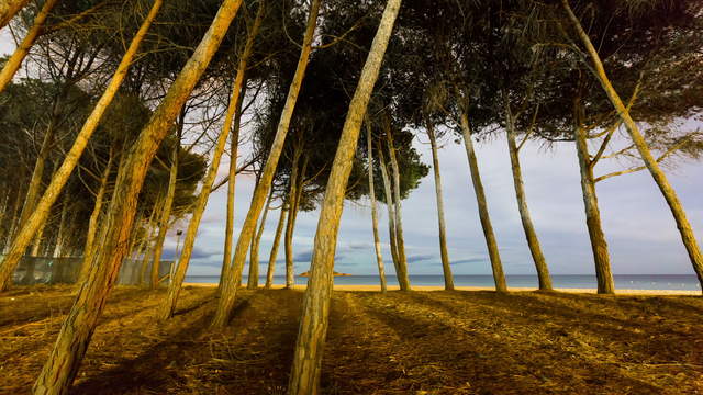 Beach at Night