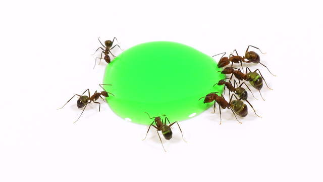 Ants Drinking Green Liquid Candy