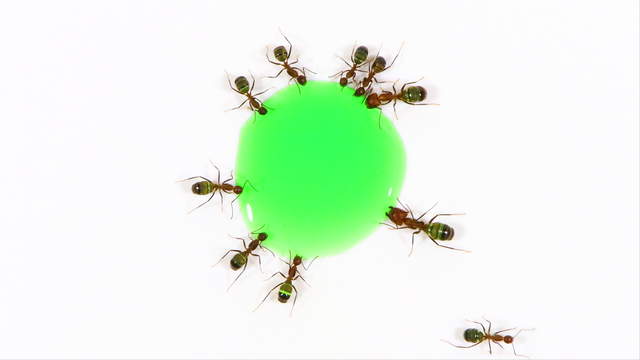Ants Drinking Green Liquid Candy - Topview